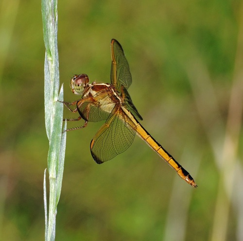 Female
2009_07_12_FL